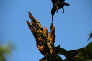 Kolibri beim Nektar essen