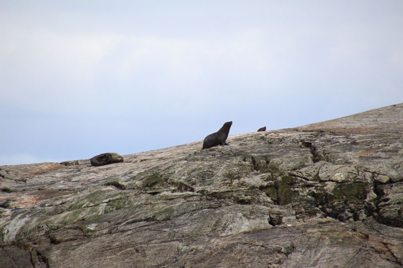 Seebär am Doubtful Sound